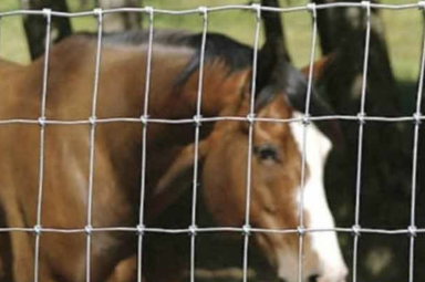 廠家養(yǎng)殖護欄網(wǎng)